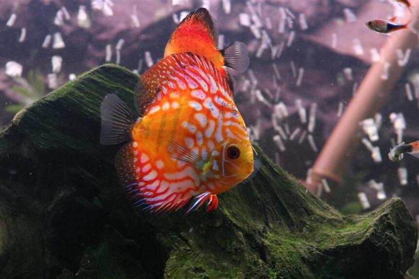 Rated #15: Freshwater Fish - Rainbow Pigeon Discus Stocking In 72 Gallons Tank - Most beautiful discus ever. Rated #15: Freshwater Fish - Rainbow Pigeon Discus Stocking In 72 Gallons Tank - Most beautiful discus ever.
