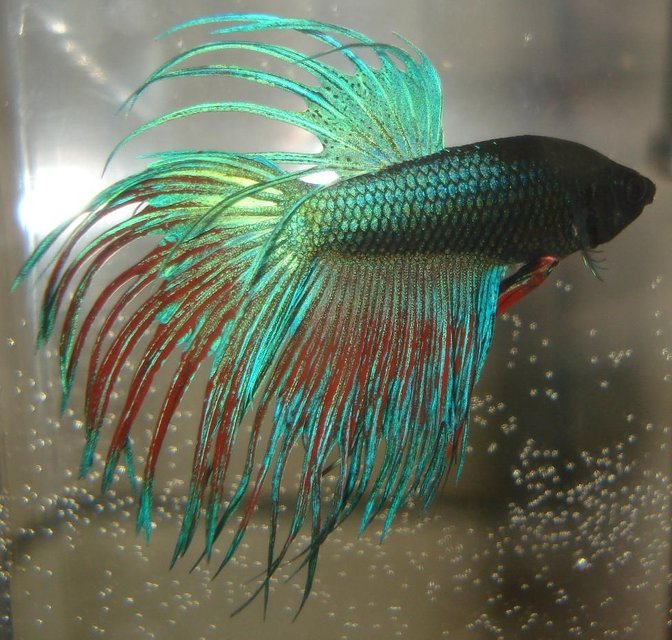 Rated #29: Freshwater Fish - Betta Splendens - Crown Tail Betta Stocking In 55 Gallons Tank - Betta Splendens Rated #29: Freshwater Fish - Betta Splendens - Crown Tail Betta Stocking In 55 Gallons Tank - Betta Splendens "Crowntail" male