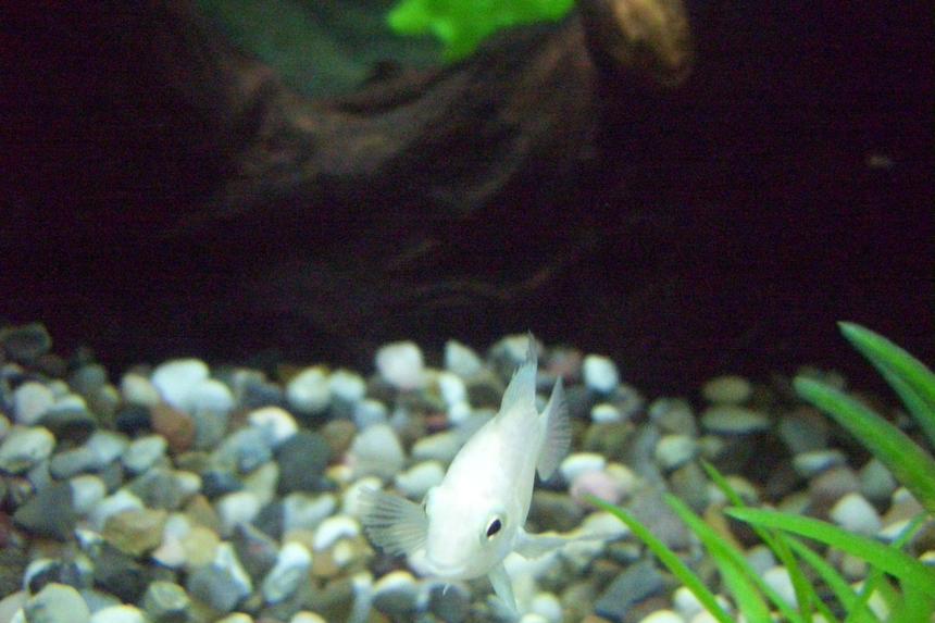 Rated #76: Freshwater Fish - Archocentrus Nigrofasciatus - Platinum Convict Cichlid Stocking In 29 Gallons Tank - A platinum convict named Momi Rated #76: Freshwater Fish - Archocentrus Nigrofasciatus - Platinum Convict Cichlid Stocking In 29 Gallons Tank - A platinum convict named Momi