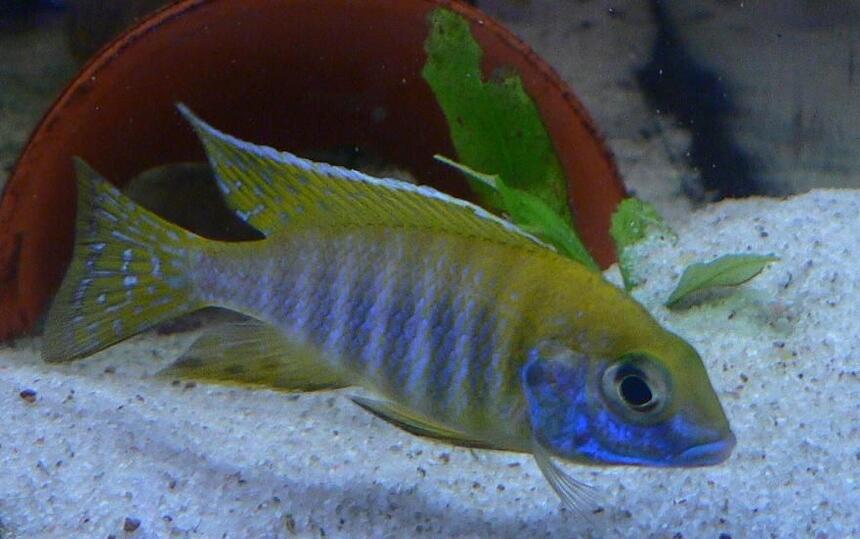 Rated #65: Freshwater Fish - Aulonocara Baenschi - Sunshine Peacock Stocking In 125 Gallons Tank - SUNSHINE YELLOW MALE ONLY 3 MONTHS OLD Rated #65: Freshwater Fish - Aulonocara Baenschi - Sunshine Peacock Stocking In 125 Gallons Tank - SUNSHINE YELLOW MALE ONLY 3 MONTHS OLD