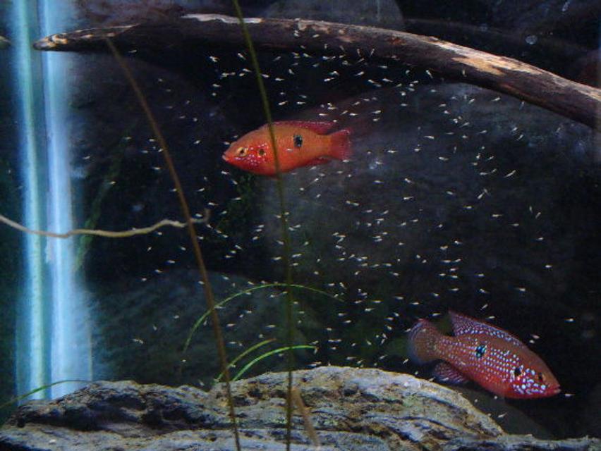 Rated #100: Freshwater Fish - Hemichromis Bimaculatus - Jewel Cichlid Stocking In 125 Gallons Tank - Jewel Cichlid parents with there fry Rated #100: Freshwater Fish - Hemichromis Bimaculatus - Jewel Cichlid Stocking In 125 Gallons Tank - Jewel Cichlid parents with there fry