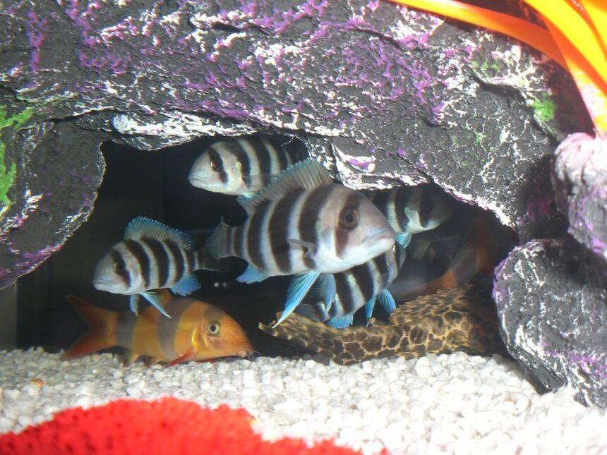 Rated #29: Freshwater Fish - Cyphotilapia Frontosa - Frontosa Cichlid Stocking In 23 Gallons Tank - Burundi frontosa/Clown Loach and the tail of 1 of the 2 Sailfin pleco in here =) Rated #29: Freshwater Fish - Cyphotilapia Frontosa - Frontosa Cichlid Stocking In 23 Gallons Tank - Burundi frontosa/Clown Loach and the tail of 1 of the 2 Sailfin pleco in here =)