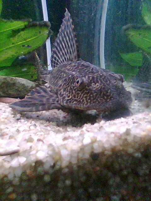 Rated #97: Freshwater Fish - Glyptoperichthys Gibbiceps - Sailfin Pleco (l-83) Stocking In 66 Gallons Tank - my buddy Rated #97: Freshwater Fish - Glyptoperichthys Gibbiceps - Sailfin Pleco (l-83) Stocking In 66 Gallons Tank - my buddy