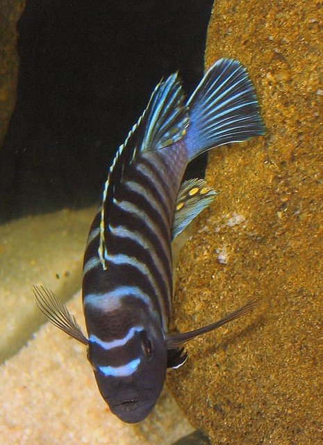 Rated #2: Freshwater Fish - Cynotilapia Afra Lumbila - Afra Lumbila Stocking In 55 Gallons Tank - Dominant male Lumbila afra Rated #2: Freshwater Fish - Cynotilapia Afra Lumbila - Afra Lumbila Stocking In 55 Gallons Tank - Dominant male Lumbila afra