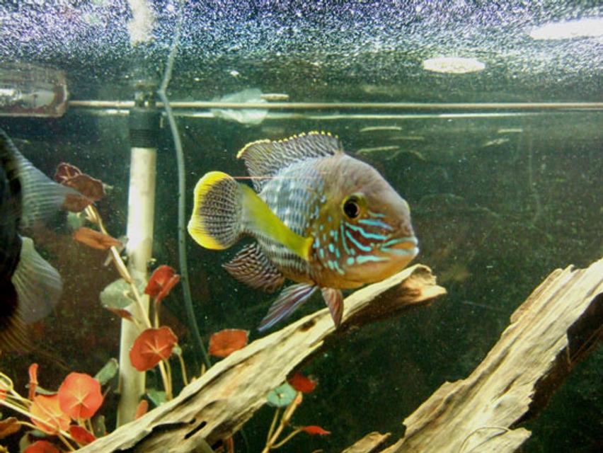Rated #18: Freshwater Fish - Aequidens Rivulatus - Green Terror Stocking In 75 Gallons Tank - male green terror Rated #18: Freshwater Fish - Aequidens Rivulatus - Green Terror Stocking In 75 Gallons Tank - male green terror