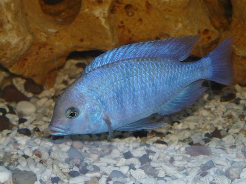 Rated #57: Freshwater Fish - Cyrtocara Moorii - Moorei Cichlid Stocking In 15 Gallons Tank - Cyrtocara moorii (male) Rated #57: Freshwater Fish - Cyrtocara Moorii - Moorei Cichlid Stocking In 15 Gallons Tank - Cyrtocara moorii (male)
