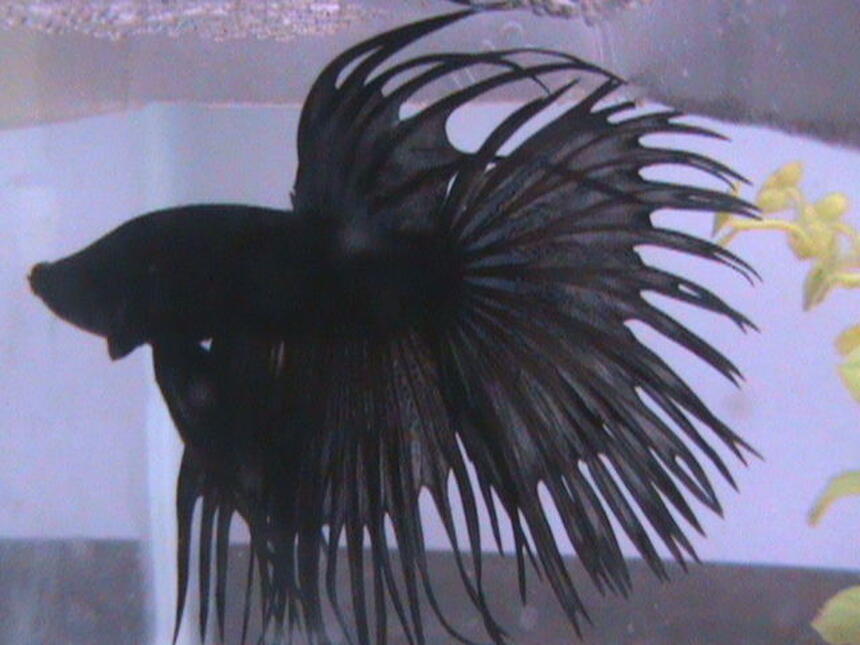 Rated #66: Freshwater Fish - Betta Splendens - Crown Tail Betta Stocking In 40 Gallons Tank - My Crowntail Betta, Darkari. Rated #66: Freshwater Fish - Betta Splendens - Crown Tail Betta Stocking In 40 Gallons Tank - My Crowntail Betta, Darkari.