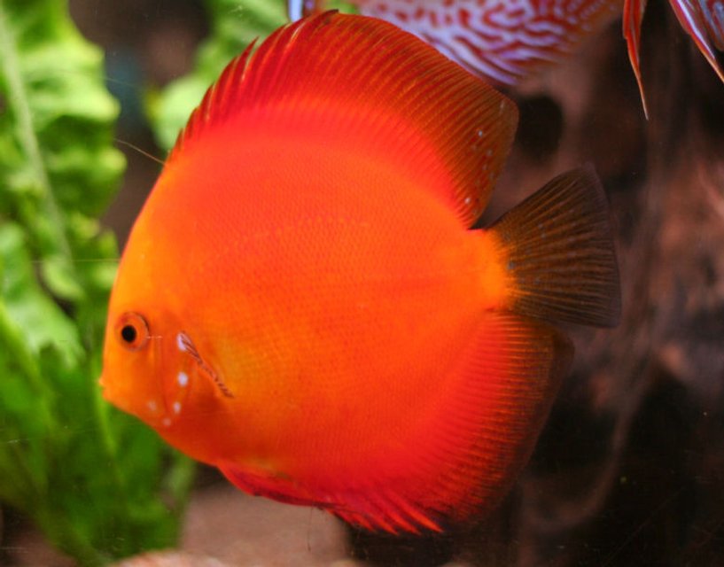 Rated #2: Freshwater Fish - Golden Melon Discus Stocking In 127 Gallons Tank - Discus, Golden Melon Rated #2: Freshwater Fish - Golden Melon Discus Stocking In 127 Gallons Tank - Discus, Golden Melon