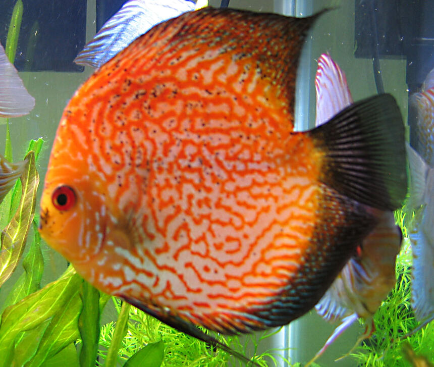 Rated #34: Freshwater Fish - Symphysodon Spp. - Pigeon Blood Discus Stocking In 55 Gallons Tank - Pigeon Blood Discus
photo taken 07.25.08 Rated #34: Freshwater Fish - Symphysodon Spp. - Pigeon Blood Discus Stocking In 55 Gallons Tank - Pigeon Blood Discus
photo taken 07.25.08