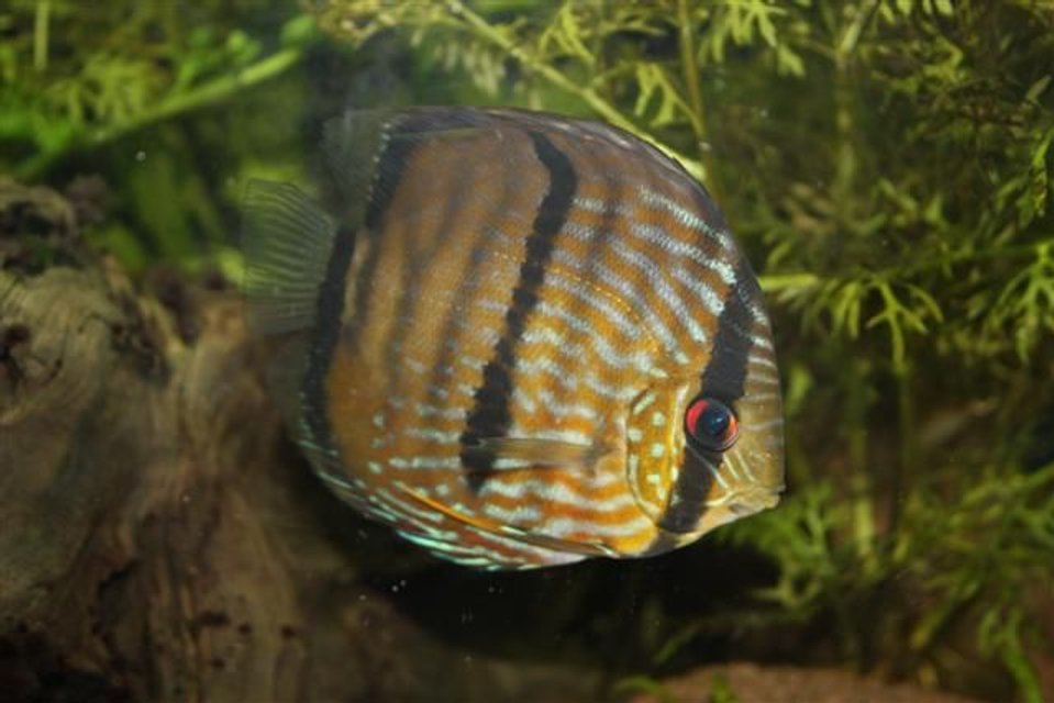 Rated #21: Freshwater Fish - Symphysodon Aequifasciata - Wild Caught Discus Stocking In 350 Gallons Tank - Discus Fish (wild) from peru Rated #21: Freshwater Fish - Symphysodon Aequifasciata - Wild Caught Discus Stocking In 350 Gallons Tank - Discus Fish (wild) from peru