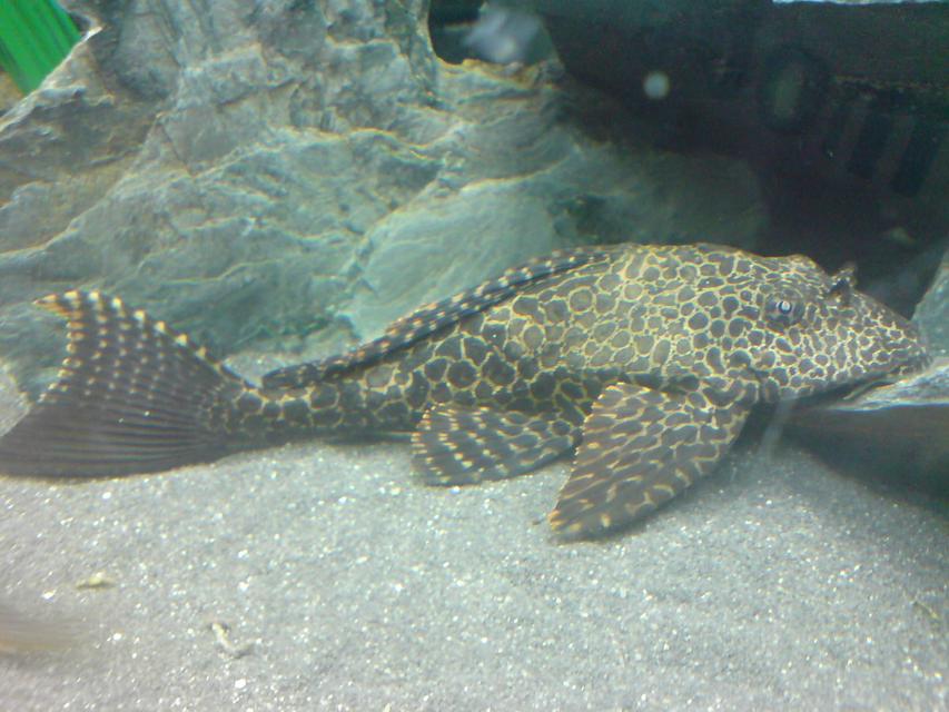 Rated #58: Freshwater Fish - Glyptoperichthys Gibbiceps - Sailfin Pleco (l-83) Stocking In 64 Gallons Tank - Sailfin Plec Rated #58: Freshwater Fish - Glyptoperichthys Gibbiceps - Sailfin Pleco (l-83) Stocking In 64 Gallons Tank - Sailfin Plec