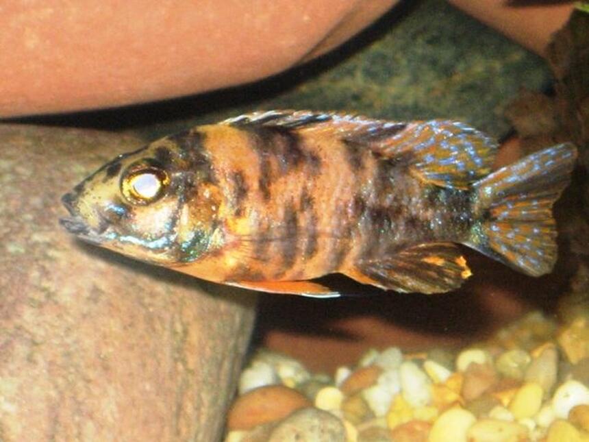 Rated #79: Freshwater Fish - Aulonocara Nyassae Var. - Peacock Cichlid, Orange Blossom Stocking In 150 Gallons Tank - Female OB Peacock Rated #79: Freshwater Fish - Aulonocara Nyassae Var. - Peacock Cichlid, Orange Blossom Stocking In 150 Gallons Tank - Female OB Peacock