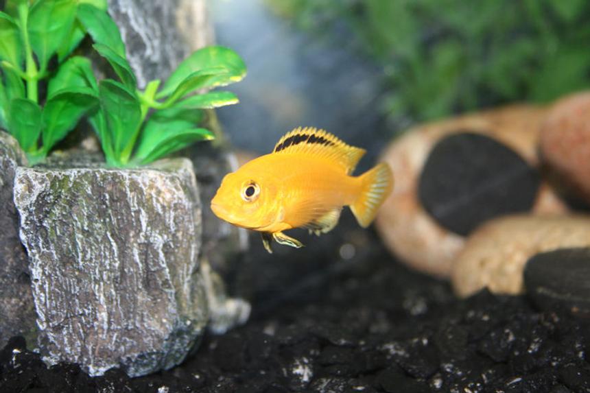 Rated #63: Freshwater Fish - Labidochromis Caeruleus - Electric Yellow Cichlid Stocking In 29 Gallons Tank - Electric yellow cichlid Rated #63: Freshwater Fish - Labidochromis Caeruleus - Electric Yellow Cichlid Stocking In 29 Gallons Tank - Electric yellow cichlid