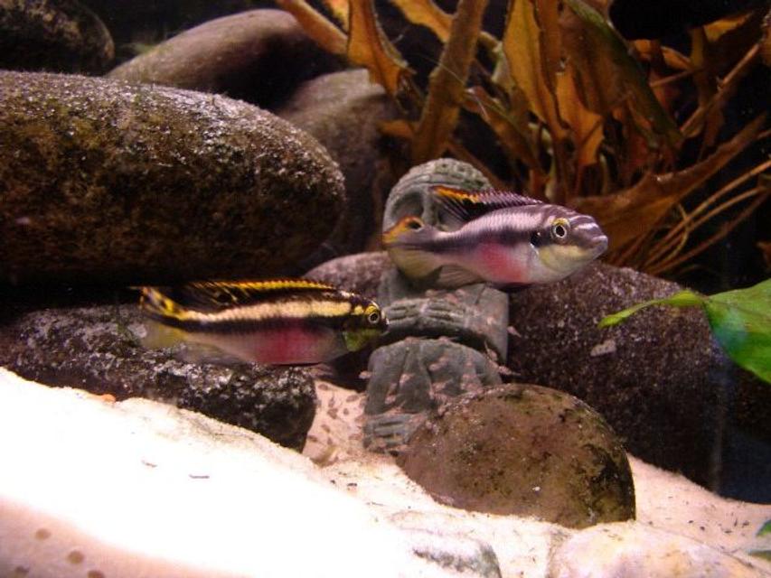 Rated #64: Freshwater Fish - Pelvicachromis Pulcher - Kribensis Cichlid Stocking In 55 Gallons Tank - Kribensis Cichlid and their fry Rated #64: Freshwater Fish - Pelvicachromis Pulcher - Kribensis Cichlid Stocking In 55 Gallons Tank - Kribensis Cichlid and their fry