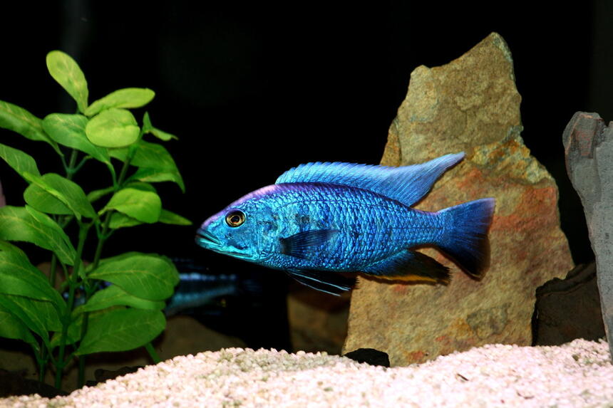 Rated #26: Freshwater Fish - Sciaenochromis Fryeri - Electric Blue Hap Stocking In 66 Gallons Tank - electric blue at his very best Rated #26: Freshwater Fish - Sciaenochromis Fryeri - Electric Blue Hap Stocking In 66 Gallons Tank - electric blue at his very best
