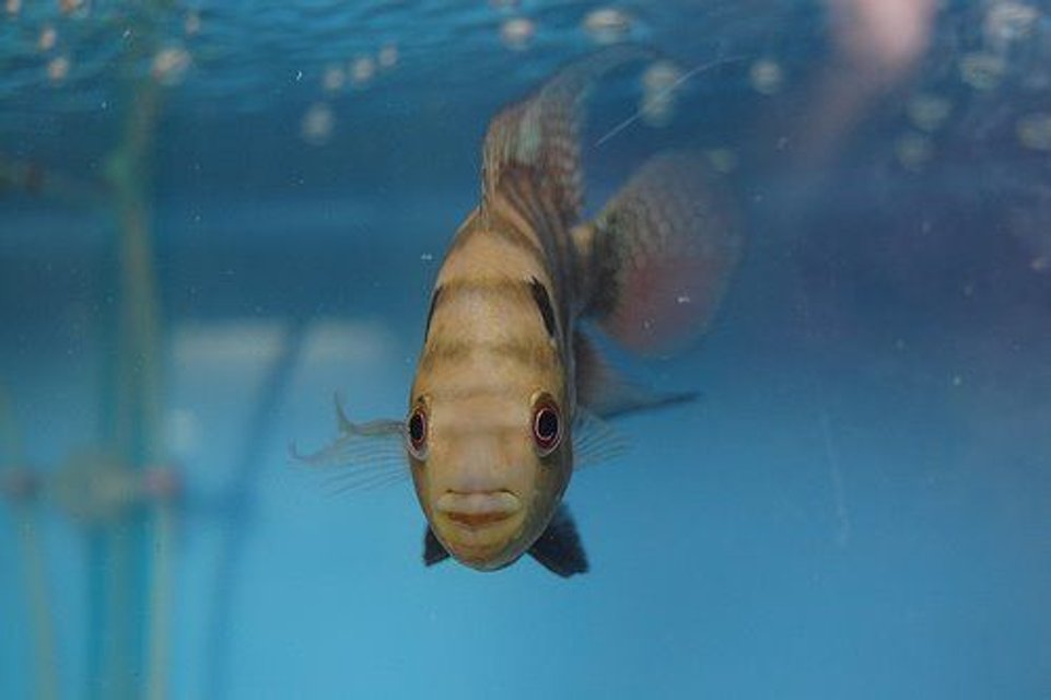 Rated #30: Freshwater Fish - Cichlasoma Sp. - Flower Horn Cichlid Stocking In 38 Gallons Tank - Flower Horn Pluse Spotted Rated #30: Freshwater Fish - Cichlasoma Sp. - Flower Horn Cichlid Stocking In 38 Gallons Tank - Flower Horn Pluse Spotted