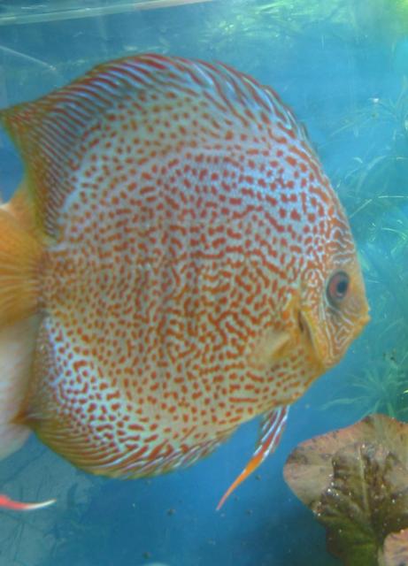 Rated #28: Freshwater Fish - Ring Leopard Discus - Discus male Rated #28: Freshwater Fish - Ring Leopard Discus - Discus male