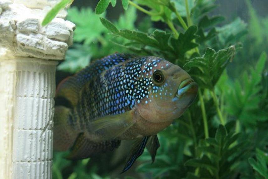 Rated #31: Freshwater Fish - Nandopsis Octofasciatum - Jack Dempsey Stocking In 60 Gallons Tank - My Jack Dempsey Rated #31: Freshwater Fish - Nandopsis Octofasciatum - Jack Dempsey Stocking In 60 Gallons Tank - My Jack Dempsey