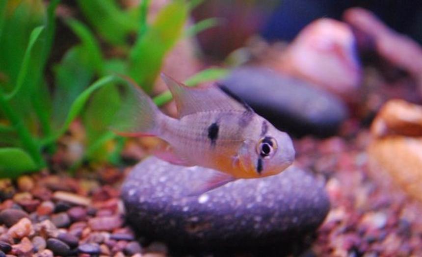 Rated #92: Freshwater Fish - Microgeophagus Altispinosa - Bolivian Ram Stocking In 75 Gallons Tank - My male Bolivian Ram Rated #92: Freshwater Fish - Microgeophagus Altispinosa - Bolivian Ram Stocking In 75 Gallons Tank - My male Bolivian Ram