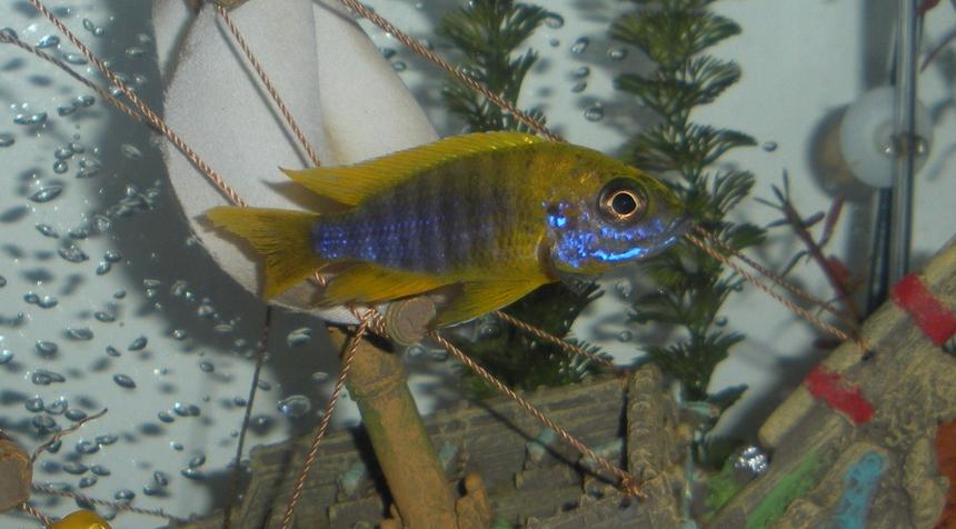 Rated #69: Freshwater Fish - Aulonocara Baenschi - Sunshine Peacock Stocking In 20 Gallons Tank - Banga Peacock Rated #69: Freshwater Fish - Aulonocara Baenschi - Sunshine Peacock Stocking In 20 Gallons Tank - Banga Peacock