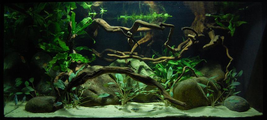 Rated #71: Freshwater Fish - Honduran Red Point Stocking In 40 Gallons Tank - 40 gallon fish tank with young Honduran Red Point Rated #71: Freshwater Fish - Honduran Red Point Stocking In 40 Gallons Tank - 40 gallon fish tank with young Honduran Red Point
