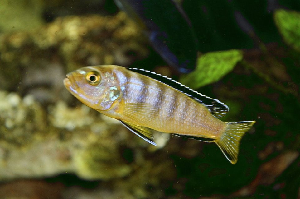 Rated #7: Freshwater Fish - Labeotropheus Fuelleborni - Fuelleborni Cichlid, Marmalade Stocking In 80 Gallons Tank Rated #7: Freshwater Fish - Labeotropheus Fuelleborni - Fuelleborni Cichlid, Marmalade Stocking In 80 Gallons Tank