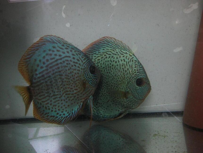 Rated #69: Freshwater Fish - Leopard Snake Discus - Mosaik leopard snake skin Rated #69: Freshwater Fish - Leopard Snake Discus - Mosaik leopard snake skin