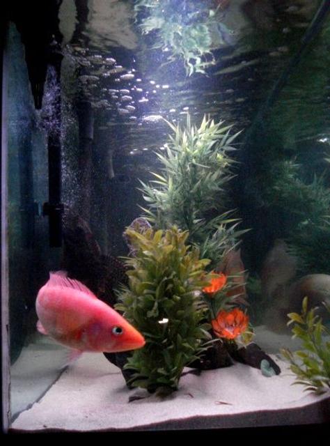 Rated #94: Freshwater Fish - Petenia Splendida - Red Bay Snook Stocking In 135 Gallons Tank - red snook Rated #94: Freshwater Fish - Petenia Splendida - Red Bay Snook Stocking In 135 Gallons Tank - red snook