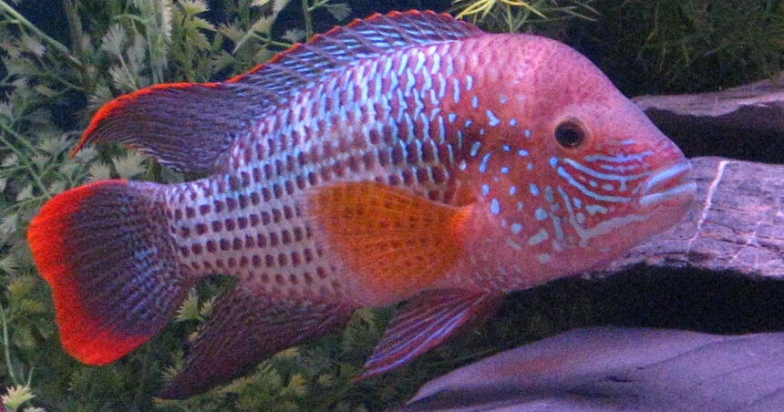 Rated #6: Freshwater Fish - Aequidens Rivulatus - Green Terror Stocking In 90 Gallons Tank - King of the Jungle 7" Rated #6: Freshwater Fish - Aequidens Rivulatus - Green Terror Stocking In 90 Gallons Tank - King of the Jungle 7"