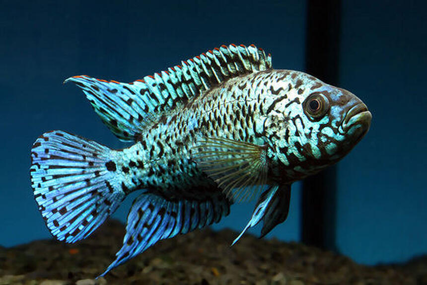 Rated #4: Freshwater Fish - Nandopsis Octofasciatum - Electric Blue Jack Dempsey Stocking In 55 Gallons Tank - jack dempsey Rated #4: Freshwater Fish - Nandopsis Octofasciatum - Electric Blue Jack Dempsey Stocking In 55 Gallons Tank - jack dempsey
