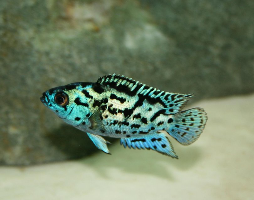 Rated #7: Freshwater Fish - Nandopsis Octofasciatum - Electric Blue Jack Dempsey Stocking In 150 Gallons Tank - Electric Blue Jack Dempsey Rated #7: Freshwater Fish - Nandopsis Octofasciatum - Electric Blue Jack Dempsey Stocking In 150 Gallons Tank - Electric Blue Jack Dempsey