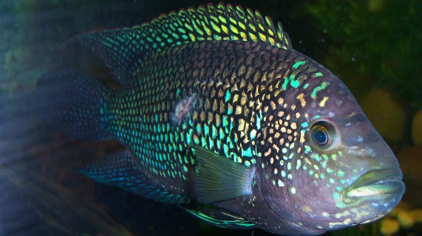 Rated #21: Freshwater Fish - Nandopsis Octofasciatum - Jack Dempsey Stocking In 150 Gallons Tank - 7 inch Jack Dempsey Cichlid Rated #21: Freshwater Fish - Nandopsis Octofasciatum - Jack Dempsey Stocking In 150 Gallons Tank - 7 inch Jack Dempsey Cichlid