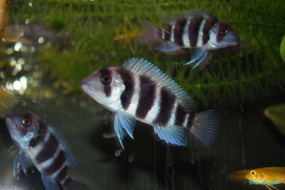 Rated #106: Freshwater Fish - Cyphotilapia Frontosa - Frontosa Cichlid Stocking In 55 Gallons Tank - My dominant frontosa Rated #106: Freshwater Fish - Cyphotilapia Frontosa - Frontosa Cichlid Stocking In 55 Gallons Tank - My dominant frontosa