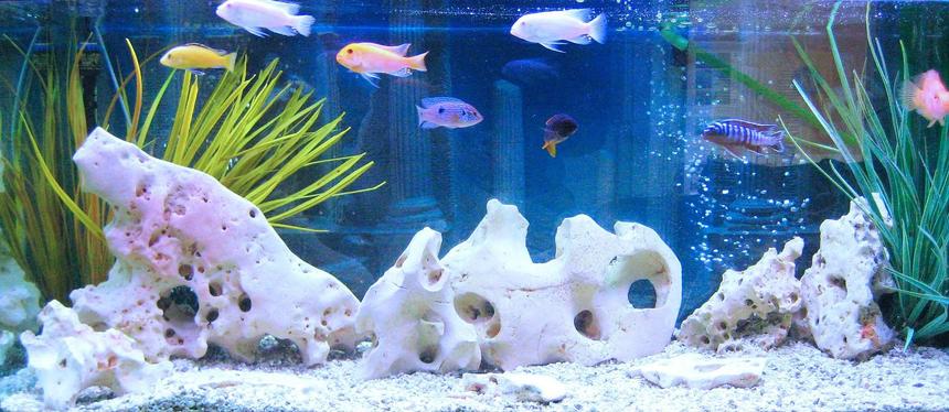 Rated #96: Freshwater Fish Stocking In 75 Gallons Tank - cichlids Rated #96: Freshwater Fish Stocking In 75 Gallons Tank - cichlids