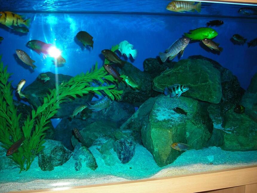 Rated #76: Freshwater Fish - Cyphotilapia Frontosa - Frontosa Cichlid Stocking In 180 Gallons Tank - Mbuna tank Rated #76: Freshwater Fish - Cyphotilapia Frontosa - Frontosa Cichlid Stocking In 180 Gallons Tank - Mbuna tank