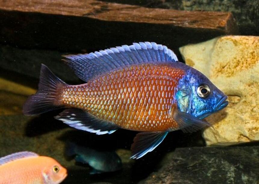 Rated #17: Freshwater Fish - Copadichromis Borleyi - Red Fin Kadango Stocking In 80 Gallons Tank - Copadichromis Borleyi - Red Fin Kadango Rated #17: Freshwater Fish - Copadichromis Borleyi - Red Fin Kadango Stocking In 80 Gallons Tank - Copadichromis Borleyi - Red Fin Kadango