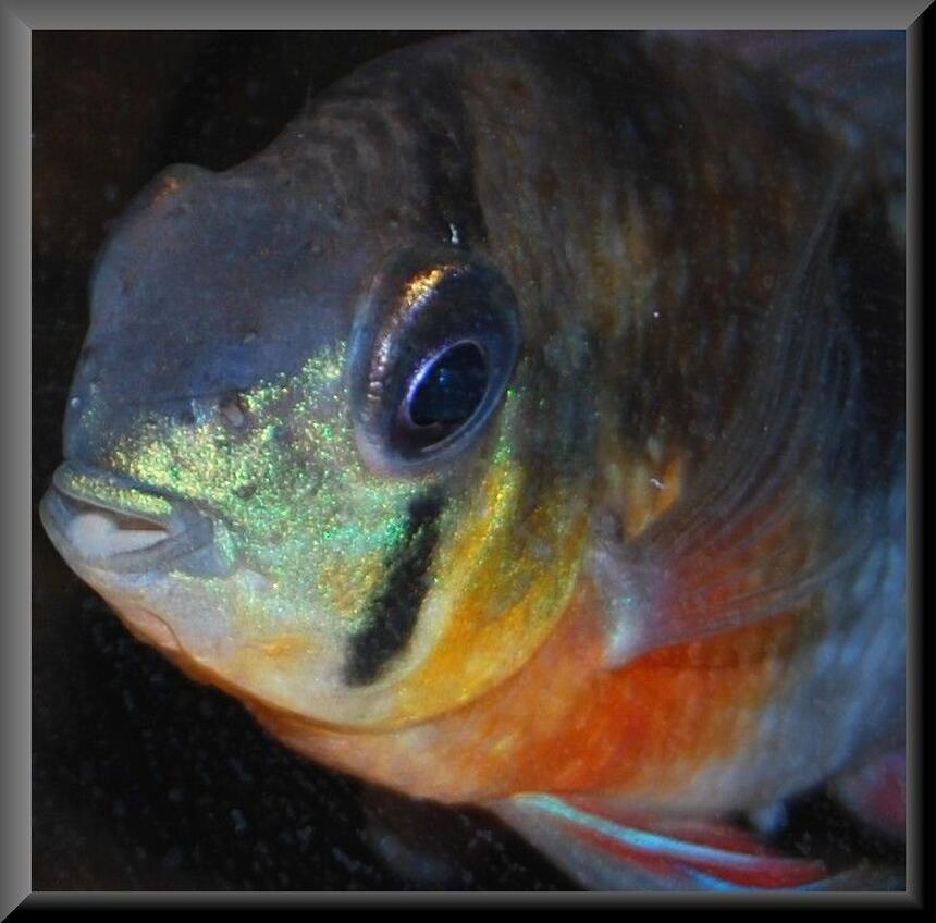 Rated #32: Freshwater Fish - Microgeophagus Altispinosa - Bolivian Ram Stocking In 52 Gallons Tank - 3+yr old Bolivian Ram from my 90L Tank Rated #32: Freshwater Fish - Microgeophagus Altispinosa - Bolivian Ram Stocking In 52 Gallons Tank - 3+yr old Bolivian Ram from my 90L Tank