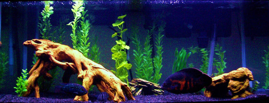 Rated #87: Freshwater Fish - Astronotus Ocellatus - Tiger Oscar Stocking In 75 Gallons Tank - 75g South American cichlids Rated #87: Freshwater Fish - Astronotus Ocellatus - Tiger Oscar Stocking In 75 Gallons Tank - 75g South American cichlids
