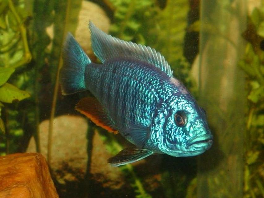 Rated #37: Freshwater Fish - Sciaenochromis Fryeri - Electric Blue Hap Stocking In 55 Gallons Tank - My gorgeous Electric Blue Ahli, Beebee ~ we found out his mate was actually another male and they weren Rated #37: Freshwater Fish - Sciaenochromis Fryeri - Electric Blue Hap Stocking In 55 Gallons Tank - My gorgeous Electric Blue Ahli, Beebee ~ we found out his mate was actually another male and they weren't mating, they were fighting, so we are getting some more Ahli's to find him a friend! ~
