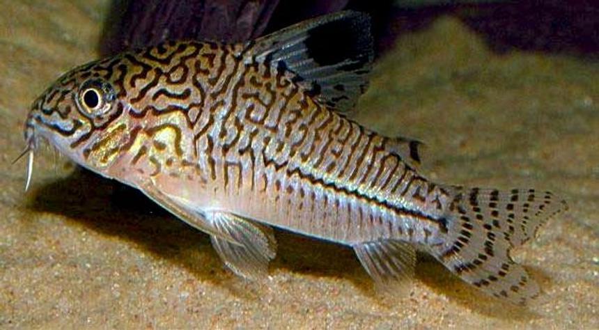 Rated #95: Freshwater Fish - Corydoras Sp. - False Julii Cory Cat Stocking In 3 Gallons Tank - Just a profile pic from Google images - my Cory is too fast to capture with my Blackberry camera! Rated #95: Freshwater Fish - Corydoras Sp. - False Julii Cory Cat Stocking In 3 Gallons Tank - Just a profile pic from Google images - my Cory is too fast to capture with my Blackberry camera!