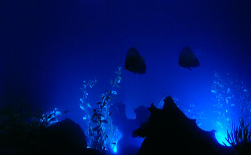 Rated #92: Freshwater Fish - Symphysodon Sp. - Discus Stocking In 150 Gallons Tank - hi guys this the night look of my same tank thats lime and lemony mu discuss i have drift 5 varity of plants all natural neon tetras,4 black ghost all chilled out very much.
cheers booch Rated #92: Freshwater Fish - Symphysodon Sp. - Discus Stocking In 150 Gallons Tank - hi guys this the night look of my same tank thats lime and lemony mu discuss i have drift 5 varity of plants all natural neon tetras,4 black ghost all chilled out very much.
cheers booch