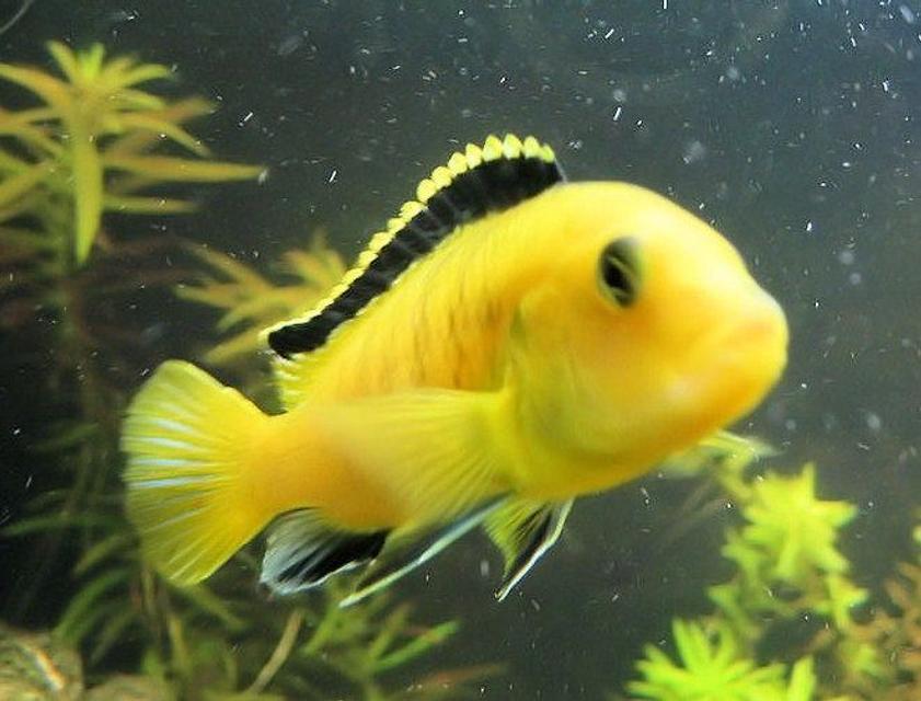 Rated #27: Freshwater Fish - Labidochromis Caeruleus - Electric Yellow Cichlid Stocking In 75 Gallons Tank - electric yellow Rated #27: Freshwater Fish - Labidochromis Caeruleus - Electric Yellow Cichlid Stocking In 75 Gallons Tank - electric yellow