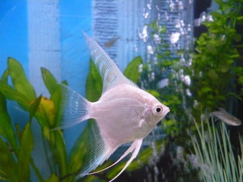Rated #40: Freshwater Fish - Pterophyllum Sp. - Albino Angel Stocking In 55 Gallons Tank - white angel fish Rated #40: Freshwater Fish - Pterophyllum Sp. - Albino Angel Stocking In 55 Gallons Tank - white angel fish