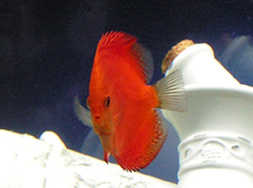 Rated #24: Freshwater Fish - Symphysodon Sp. - Red Marlboro Discus Stocking In 125 Gallons Tank - This is a 5.5 month old Malboro Red Discus :) Rated #24: Freshwater Fish - Symphysodon Sp. - Red Marlboro Discus Stocking In 125 Gallons Tank - This is a 5.5 month old Malboro Red Discus :)