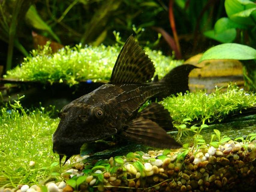 Rated #11: Freshwater Fish - Glyptoperichthys Gibbiceps - Sailfin Pleco (l-83) Stocking In 40 Gallons Tank - sainfin gibbiceps Rated #11: Freshwater Fish - Glyptoperichthys Gibbiceps - Sailfin Pleco (l-83) Stocking In 40 Gallons Tank - sainfin gibbiceps