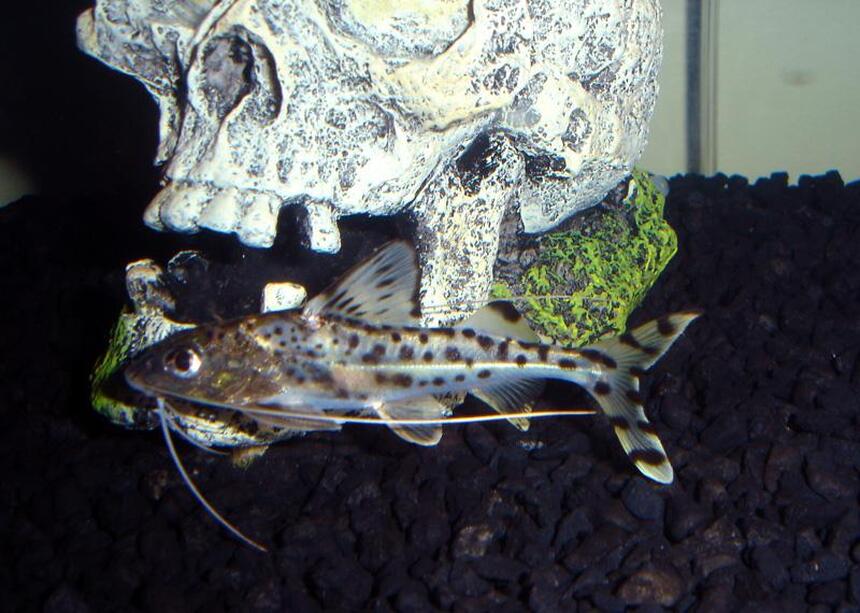 Rated #91: Freshwater Fish - Synodontis Eupterus - Synodontis Eupterus Catfish Stocking In 29 Gallons Tank - one of my catfish Rated #91: Freshwater Fish - Synodontis Eupterus - Synodontis Eupterus Catfish Stocking In 29 Gallons Tank - one of my catfish
