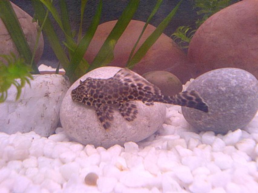 Rated #67: Freshwater Fish - Glyptoperichthys Gibbiceps - Sailfin Gibbiceps Pleco Stocking In 22 Gallons Tank - my gibbicep dave Rated #67: Freshwater Fish - Glyptoperichthys Gibbiceps - Sailfin Gibbiceps Pleco Stocking In 22 Gallons Tank - my gibbicep dave