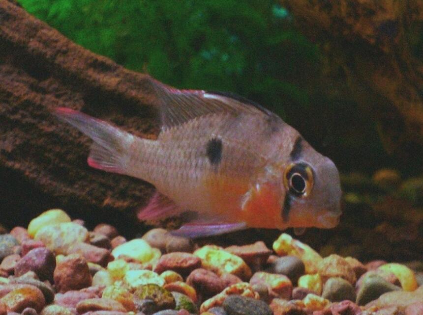 Rated #92: Freshwater Fish - Microgeophagus Altispinosa - Bolivian Ram Stocking In 30 Gallons Tank - Bolivan Ram Rated #92: Freshwater Fish - Microgeophagus Altispinosa - Bolivian Ram Stocking In 30 Gallons Tank - Bolivan Ram