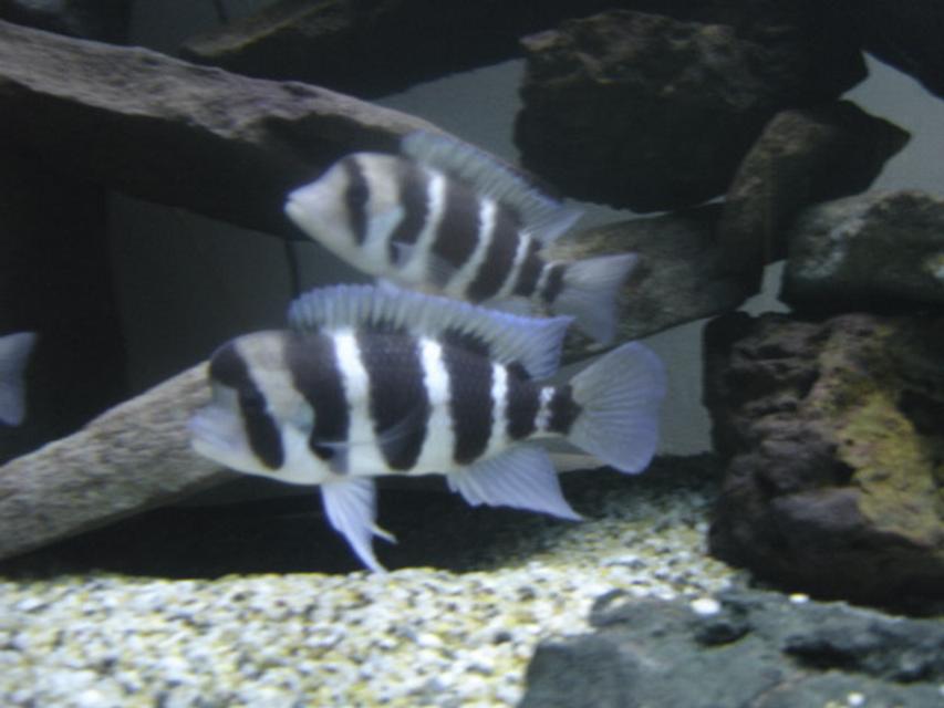 Rated #45: Freshwater Fish - Cyphotilapia Frontosa - Frontosa Cichlid Stocking In 225 Gallons Tank - My 6 Foot Aquarium
Very Large Self Cured Rocks (Easy)
Fontosa Rated #45: Freshwater Fish - Cyphotilapia Frontosa - Frontosa Cichlid Stocking In 225 Gallons Tank - My 6 Foot Aquarium
Very Large Self Cured Rocks (Easy)
Fontosa's (My Favourite)