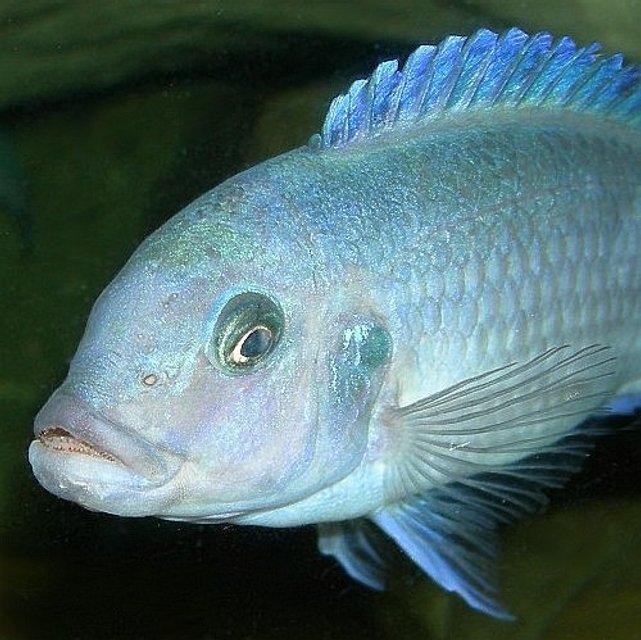 Rated #3: Freshwater Fish - Metriaclima Callainos - Cobalt Blue Zebra Cichlid Stocking In 75 Gallons Tank - Female Pseudotropheus Zebra Rated #3: Freshwater Fish - Metriaclima Callainos - Cobalt Blue Zebra Cichlid Stocking In 75 Gallons Tank - Female Pseudotropheus Zebra "cobalt" (aka Maylandia or Mettriaclima callainos) I wish the scientific community would come to a taxonomic concensus already!